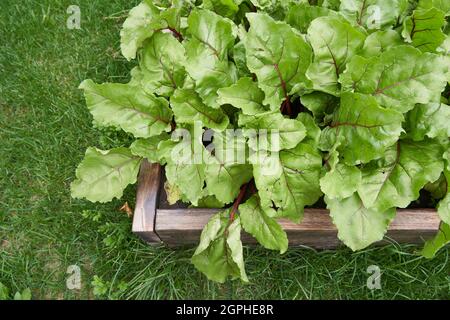 Vista dall'alto. Spazio di copia. Parte di un letto in legno da giardino. Foglie di barbabietola verde fresche o piantine di barbabietole. Una fila di giovani foglie di barbabietola verde cresce su un letto di legno. Foto di alta qualità Foto Stock