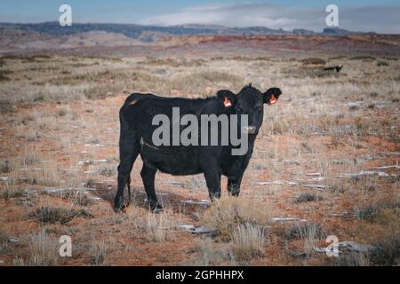 Bestiame singolo guardando in macchina fotografica, Utah, Stati Uniti Foto Stock