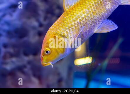 Giallo dorato Ogon Koi carp (Cyprinus rubrofuscus 'koi') pesce fantasia nuoto in acquario. Ogon è un koi metallico di un solo colore (hikarimono). Il J Foto Stock