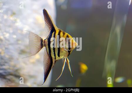 Pterophyllum altum, detto anche altum angelfish, profondo angelfish, o Orinoco angelfish, in serbatoio di pesce. Foto Stock