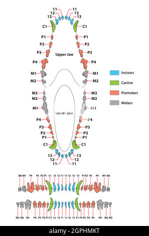 Costruzione di una formula dentale del dente del cane Illustrazione Vettoriale