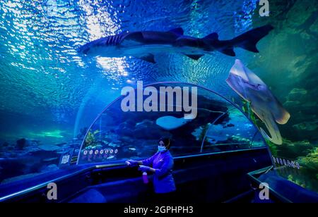 Kuala Lumpur, Malesia. 29 settembre 2021. Un lavoratore che indossa una maschera facciale visto pulizia presso l'Aquaria KLCC prima di riaprire al pubblico a Kuala Lumpur. I parchi ricreativi saranno autorizzati ad aprire al pubblico per le attività nell'ambito del piano nazionale di ripresa della Malesia tra le restrizioni pandemiche del coronavirus. Credit: SOPA Images Limited/Alamy Live News Foto Stock