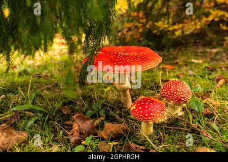 Bel fungo Amanita in un prato in una fitta foresta dei Carpazi Foto Stock