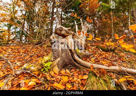 Vecchio ceppo di albero cosparso di foglie cadute nella foresta d'autunno Foto Stock