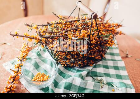 Bacche di buckhorn di mare raccolte in cestino. Sano autunno giallo raccolto di frutta Foto Stock