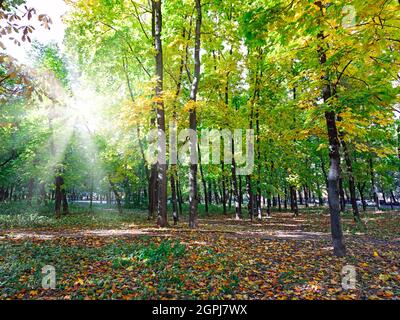 Bella verde colorato, arancione, giallo e marrone foglie sull'albero all'inizio dell'autunno che si trasforma lentamente da fresco verde estate a bello A. Foto Stock