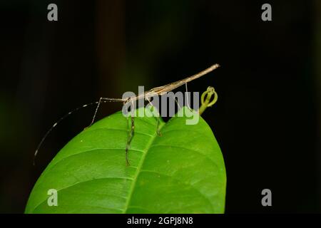 Primo piano di bastone insetto o bastone a piedi ob una foglia nella foresta pluviale peruviana Foto Stock
