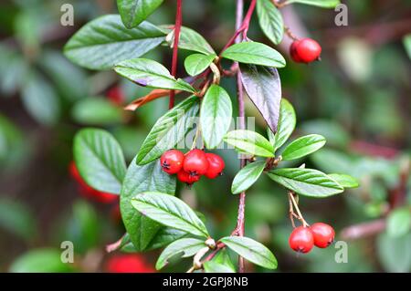 Vista ravvicinata del Cotoneaster di mirtilli (Cotoneaster dammeri) Foto Stock