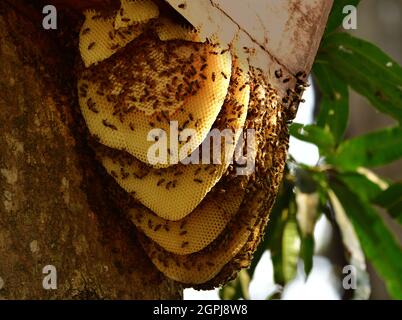 Primo piano di Beehive con api appese su un albero Foto Stock