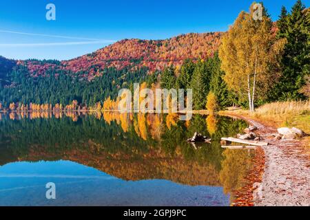 Autunno al lago di Saint Anne. Contea di Harghita, Romania. Foto Stock