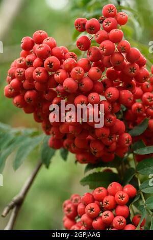 Rosso brillante Ash di montagna o bacche di Rowan albero in autunno Foto Stock