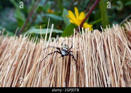 Wespenspinne, auch Zebraspinne, Tigerspinne oder Seidenbandspinne (Argiope bruennichi), Weilerswist, Nordrhein-Westfalen, Germania Foto Stock