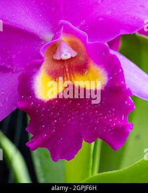 Fiore di cattleya rosa brillante Foto Stock