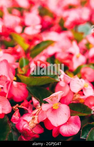 Sfondo di un gran numero di fiori di Begonia in fiore nella strada. Foto Stock