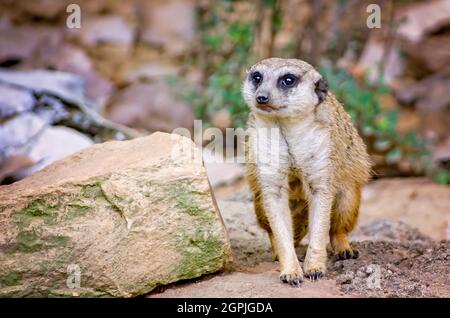 Un meerkat (Suricata suricatta) è raffigurato allo Zoo di Memphis, 8 settembre 2015, a Memphis, Tennessee. Foto Stock