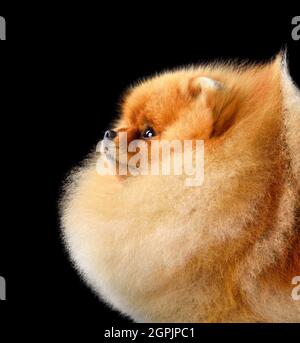 Studio ritratto di rosso Pomeranian Spitz cucciolo isolato su uno sfondo nero Foto Stock