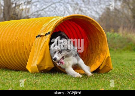 Merle Border collie attraversa un tunnel di agilità sulla competizione dei cani Foto Stock