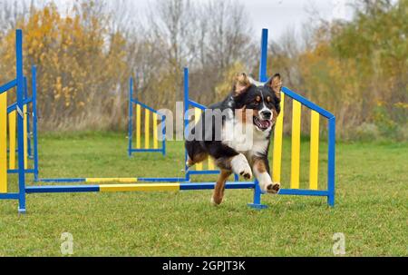 Tricolore Australian Shepherd o Aussie cane che saltano oltre ostacoli sulla concorrenza agilità Foto Stock