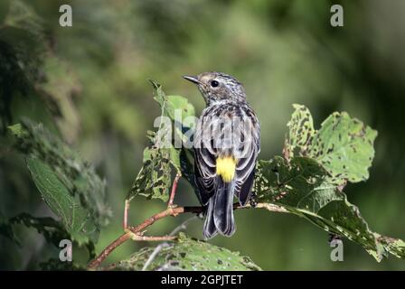 Primo piano di giallo-rumped Warbler che si aggirano su un ramo frondoso durante la migrazione di caduta,Ontario,Canada.Nome scientifico Dendroica coronata Foto Stock