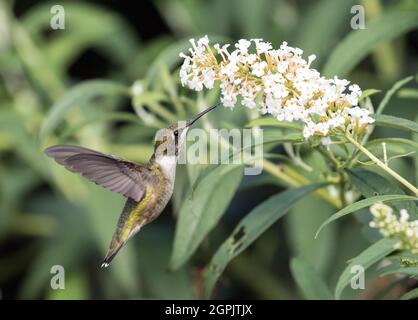 Primo piano di Ruby-throated Hummingbird nutrimento da Butterfly Bush durante la migrazione di autunno, Ontario, Canada.il nome scientifico è Archilochus colubris Foto Stock