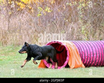 Il cane Black Beauceron corre attraverso un tunnel rosa sulla formazione di agilità Foto Stock