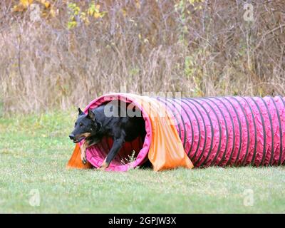 Black Beauceron cane corre attraverso un tunnel di agilità su un cane prova di agilità Foto Stock