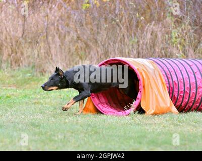 Il cane di Beauceron corre attraverso un tunnel rosa sulla formazione di agilità Foto Stock