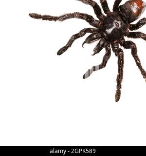 Tarantola pelosa creepy con grandi fiangs isolato su bianco Foto Stock