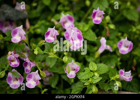 Fiori di maniche o bluewings (Torenia fournieri) con fiori rosa che sbocciano in autunno. E 'nella famiglia Linderniaceae. Foto Stock