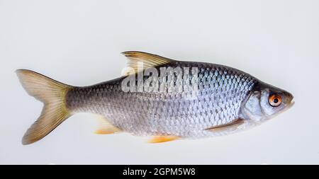 Pesce d'acqua dolce tipo carpa Cyprinide ......... opzionale Foto Stock