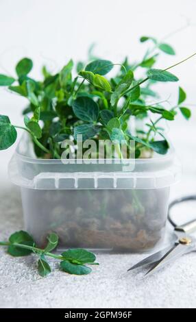 Micro green. Semi di piselli germogliati. Germogliare Microgreens. Germinazione del seme a casa. Concetto vegano e di alimentazione sana. Foto Stock
