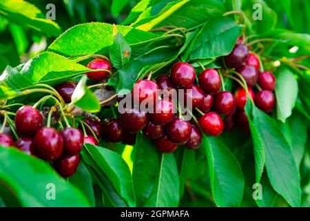Bacche di ciliegia mature appese su rami di alberi Foto Stock