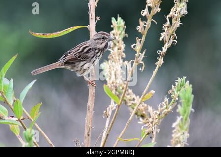 Bellissima canzone arroccata passero. Foto Stock