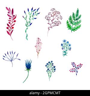 composizioni floreali acquarello, ramoscelli, lame d'erba. Illustrazione botanica Foto Stock