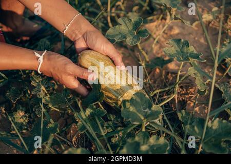 Un agricoltore lancia un Long Thai Melon cresciuto in campo agricolo. Concetto di mietitura. Foto Stock