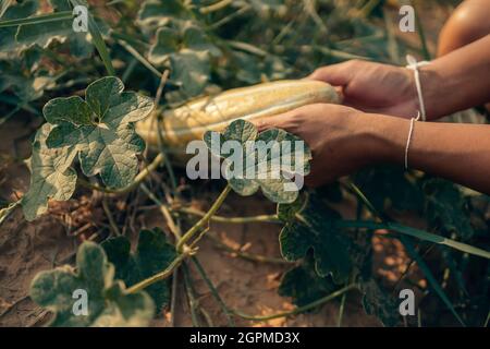 Un agricoltore lancia un Long Thai Melon cresciuto in campo agricolo. Concetto di mietitura. Foto Stock