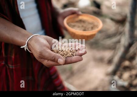 Mano di contadino che alimenta pollo, gallina, anatra e oca con riso e grano in fattoria la sera. Concetto di agricoltura biologica naturale Foto Stock