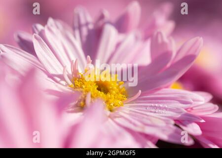 Macro rosa crisantemo. Delicati petali rosa a fuoco selettivo. Sfondo full-frame di crisantemi. L'idea di tenerezza e fragilità per M Foto Stock