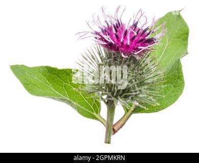 Teste di fiori di burdock prickly isolato su sfondo bianco. Foto Stock