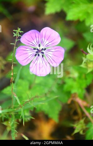 Single Pink-purple Geranium 'Weet Heidy' (Cranesbill) Fiore cresciuto nei confini a RHS Garden Bridgewater, Worsley, Greater Manchester, Regno Unito. Foto Stock