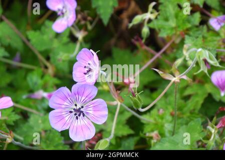 Gerani rosa-viola 'Weet Heidy' (Cranesbill) Fiori cresciuti nei confini a RHS Garden Bridgewater, Worsley, Greater Manchester, UK. Foto Stock