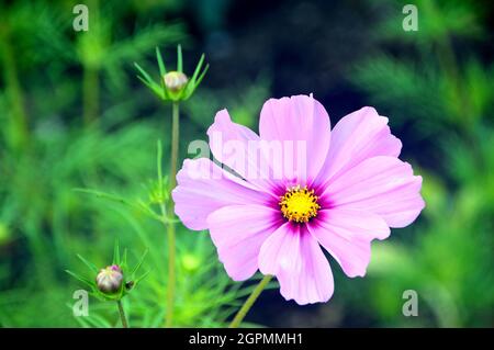 Singolo Cosmos Bipinnatus 'Pink Blush' Fiore cresciuto nei confini a RHS Garden Bridgewater, Worsley, Greater Manchester, Regno Unito Foto Stock