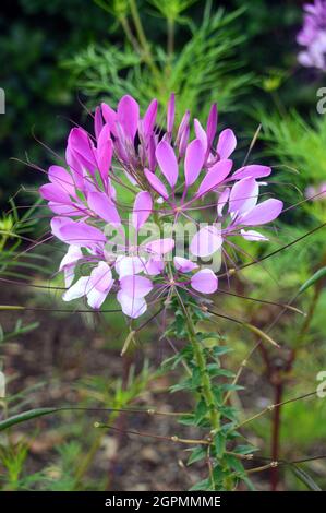 Rosa e bianco Cleome hassleriana 'Rose Queen' (fiore di ragno) cresciuto nei confini a RHS Garden Bridgewater, Worsley, Greater Manchester, Regno Unito. Foto Stock