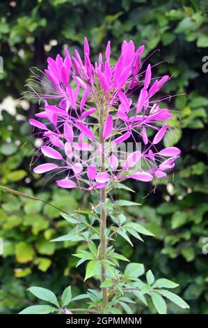 Rosa e bianco Cleome hassleriana 'Rose Queen' (fiore di ragno) cresciuto nei confini a RHS Garden Bridgewater, Worsley, Greater Manchester, Regno Unito. Foto Stock