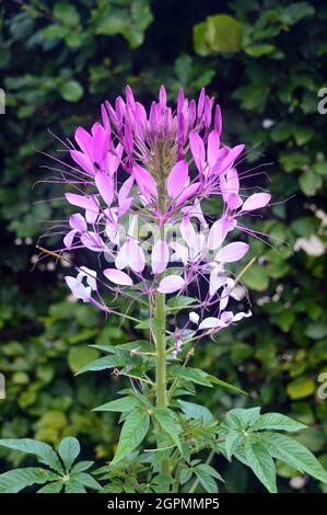 Rosa e bianco Cleome hassleriana 'Rose Queen' (fiore di ragno) cresciuto nei confini a RHS Garden Bridgewater, Worsley, Greater Manchester, Regno Unito. Foto Stock