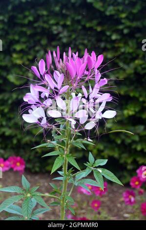 Rosa e bianco Cleome hassleriana 'Rose Queen' (fiore di ragno) cresciuto nei confini a RHS Garden Bridgewater, Worsley, Greater Manchester, Regno Unito. Foto Stock