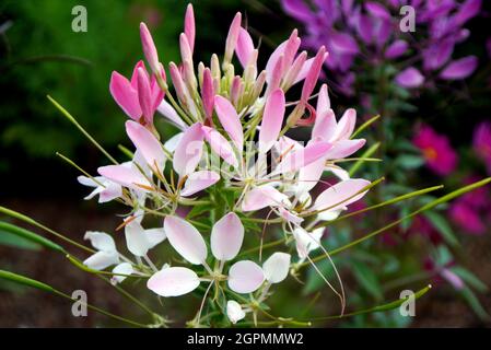 Rosa e bianco Cleome hassleriana 'Rose Queen' (fiore di ragno) cresciuto nei confini a RHS Garden Bridgewater, Worsley, Greater Manchester, Regno Unito. Foto Stock