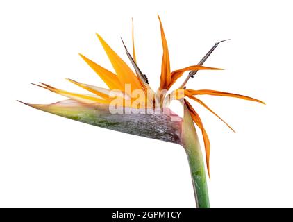 Fiore di strelitzia, uccello del paradiso. Isolato su sfondo bianco. Tracciato di ritaglio Foto Stock