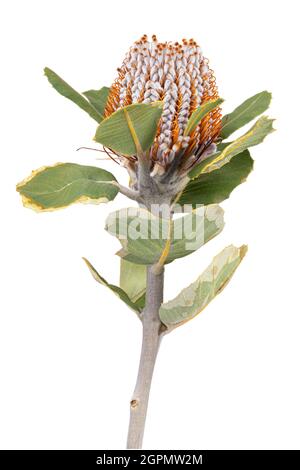 Banksia. Protea fiore isolato su sfondo bianco. Tracciato di ritaglio Foto Stock