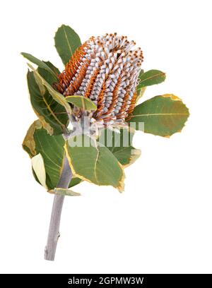 Banksia. Protea fiore isolato su sfondo bianco. Tracciato di ritaglio Foto Stock